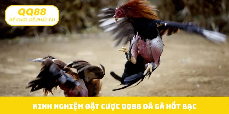 Kinh nghiệm đặt cược QQ88 đá gà hốt bạc